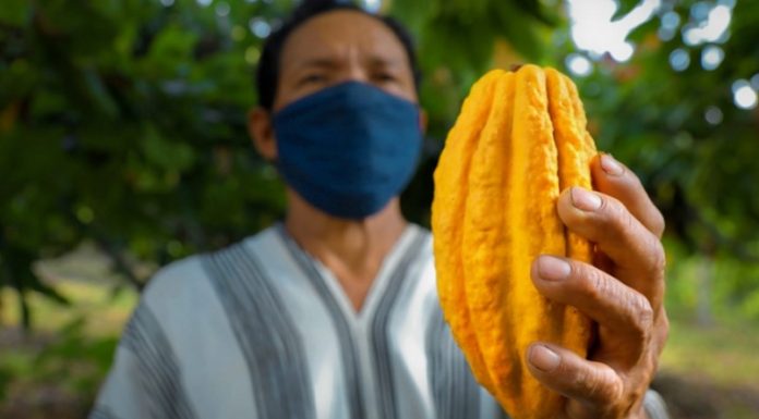 Productores de cacao del Vraem inician cosecha de 999 toneladas