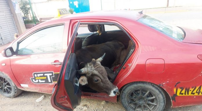 Ladrones suben a un toro al taxi para llevárselo