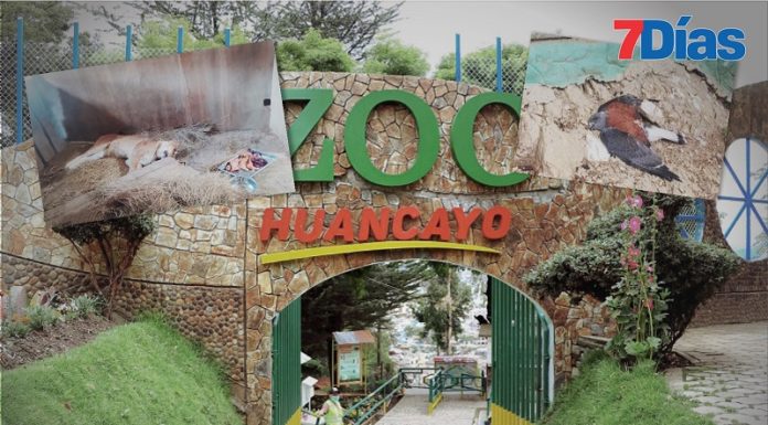 Confirman gripe aviar en animales del zoológico de Huancayo