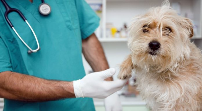 Centro veterinario municipal impulsa campaña de esterilización a mascotas