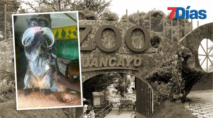 Cambiarán a personal del zoológico municipal por muerte de mona tití