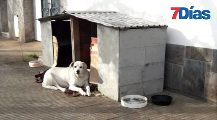 Multarán con el 20% de la UIT por tener casas de perros en la calle
