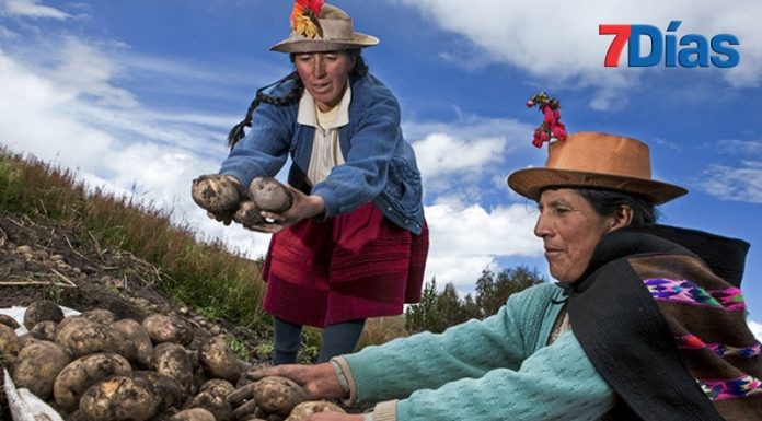 427 mil toneladas de papa cultivó la región Junín durante el 2023