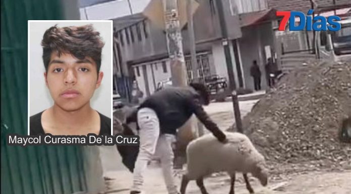 Animalistas de Huancayo realizarán plantón para evitar salida de agresor de oveja