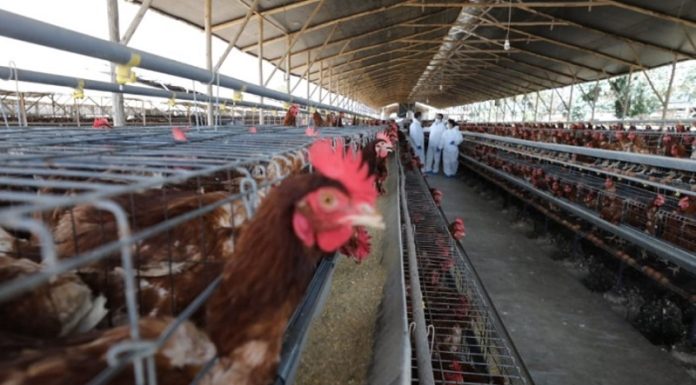 Primer caso confirmado de gripe H5N2 en humanos murió por causas multifactoriales