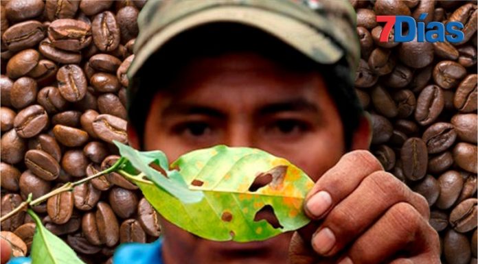 Caficultores de Junín celebran el Día del Café amenazados por la roya amarilla