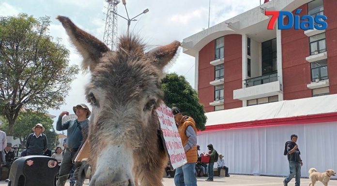 Apoyo al paro de transportistas se reduce a diez personas y un burro en Huancayo
