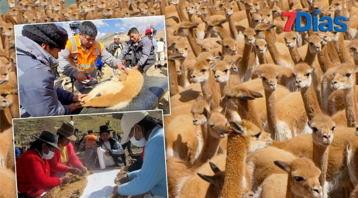 Chaccu logra producción de 22 kg. de fibra de vicuña valorizados en casi 7 mil dólares