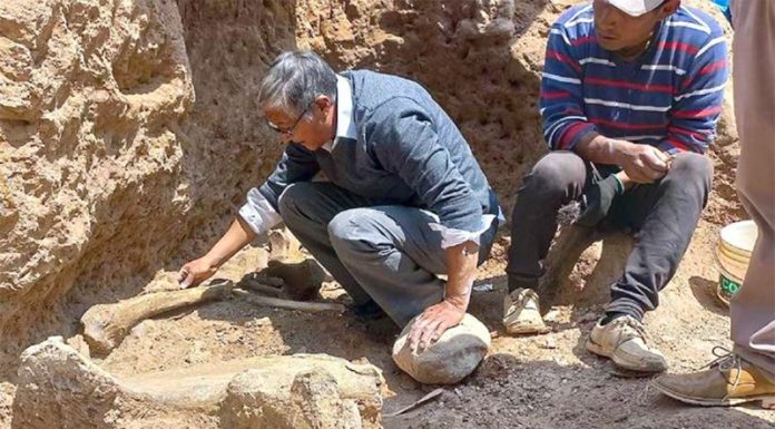 Chambará podría convertirse en la zona fosilífera de mastodontes más importante del Perú