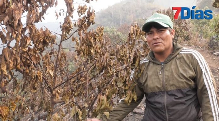 Incendio forestal en Monobamba se controla pero deja cultivos de palta destruidos