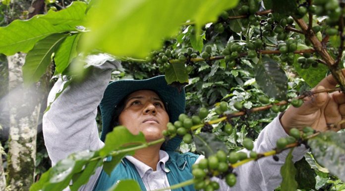 Dictan acciones contra la plaga Xylella fastidiosa halla en plantas de café en Junín