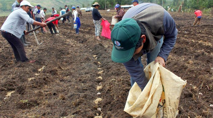 Junín entre las regiones con disminución en la intención de siembra 2024-2025