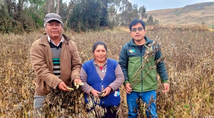 144 hectáreas se perdieron y 226 fueron afectados por fenómenos climáticos en Junín