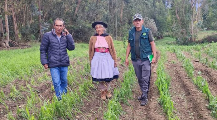 Último granizo en Huancayo destruyó 104 hectáreas de diversos cultivos