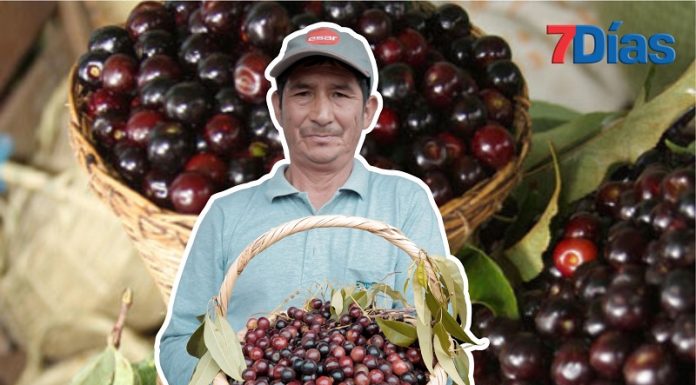 Entre 250 a 300 familias aun conservan plantaciones de guinda de gran tamaño