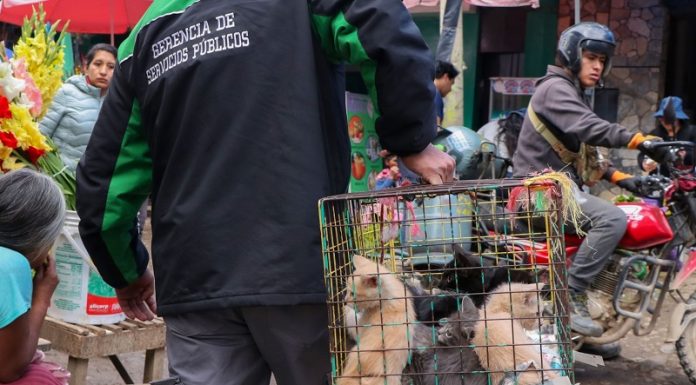 Más de 50 perros y gatos vendidos en la calle son rescatados en operativo