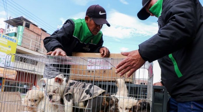 Municipalidad de Huancayo ‘rescata’ 30 perros, pero se les muere 21