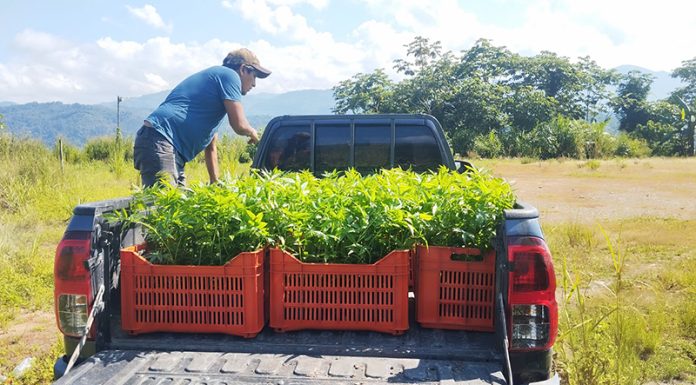 Siembran 5 millones de árboles en siete regiones del Perú