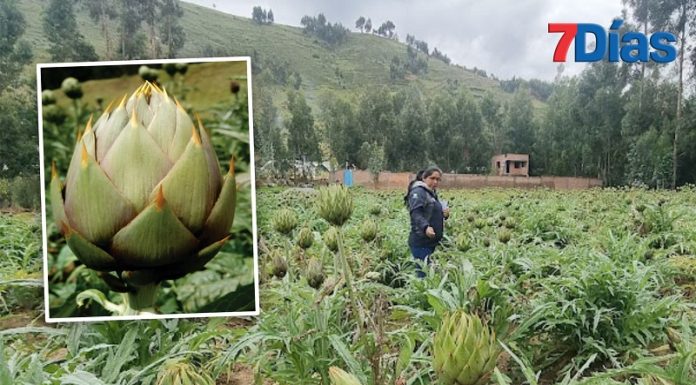 Inia desarrolla alcachofa que se puede cosechar 15 toneladas por hectárea