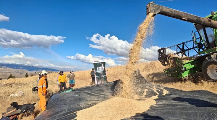Cosechan 4 toneladas de avena forrajera de alta calidad genética en Pomacancha