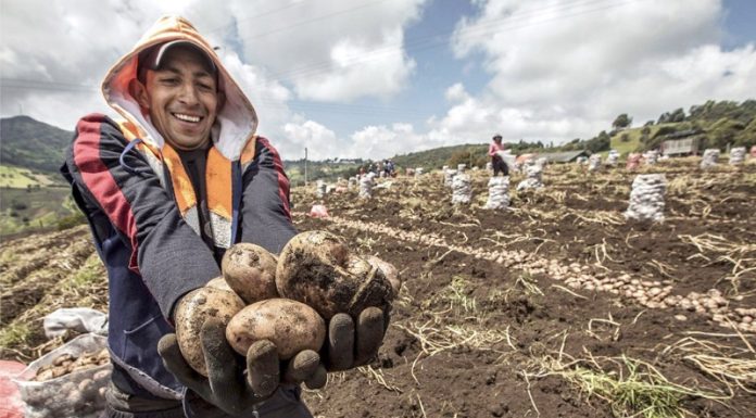 Junín sembrará 25,776 hectáreas de papa durante la presenta campaña