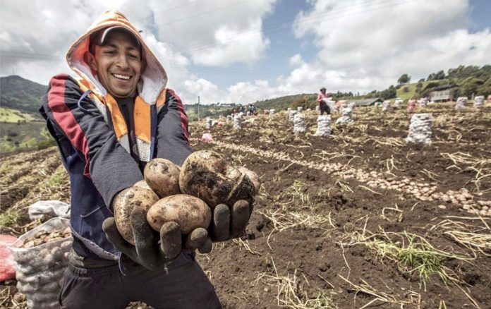 Junín sembrará 25,776 hectáreas de papa durante la presenta campaña