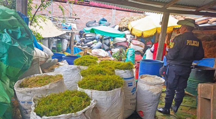 Incautan 251 sacos de musco, extraídos sin autorización, y listos para vender