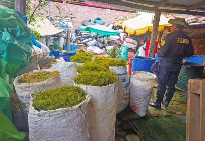 Incautan 251 sacos de musco, extraídos sin autorización, y listos para vender