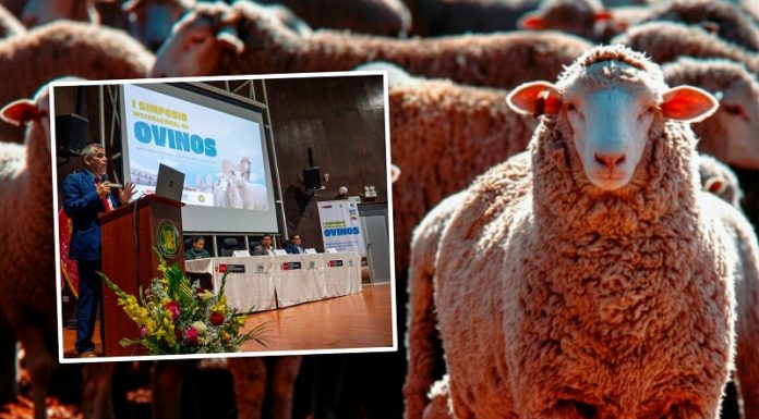 En Huancayo analizan calidad de la ganadería ovina en simposio internacional