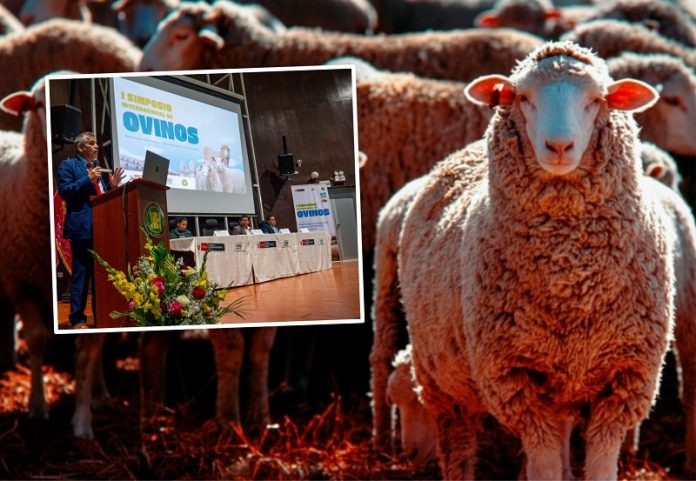 En Huancayo analizan calidad de la ganadería ovina en simposio internacional
