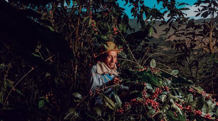 «El café que nos une”: Concurso Nacional de Fotografía celebra la identidad del café peruano