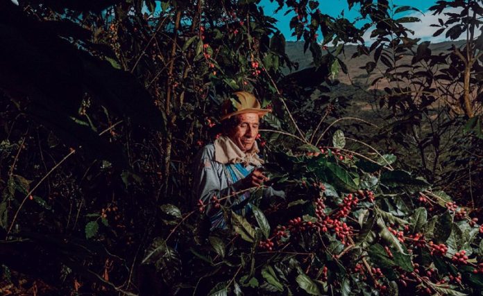 «El café que nos une”: Concurso Nacional de Fotografía celebra la identidad del café peruano