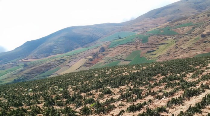 616 hectáreas de cultivos se perdieron por granizo y heladas en Junín