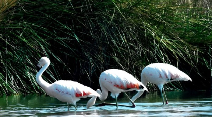 Avistan hasta 270 flamencos en la laguna de Paca, pero acciones humanas lo ponen en riesgo