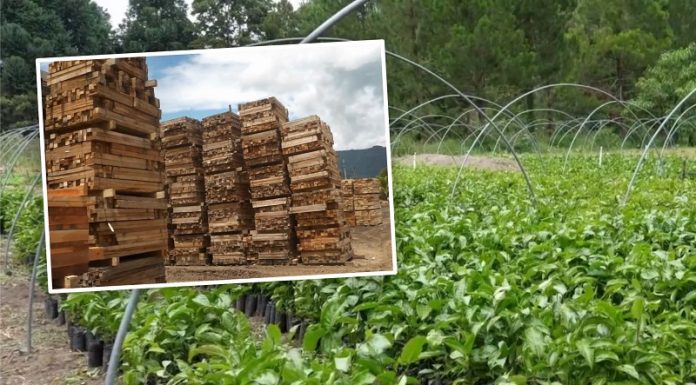 Serfor impulsa instalación de más de dos millones de árboles con fines comerciales