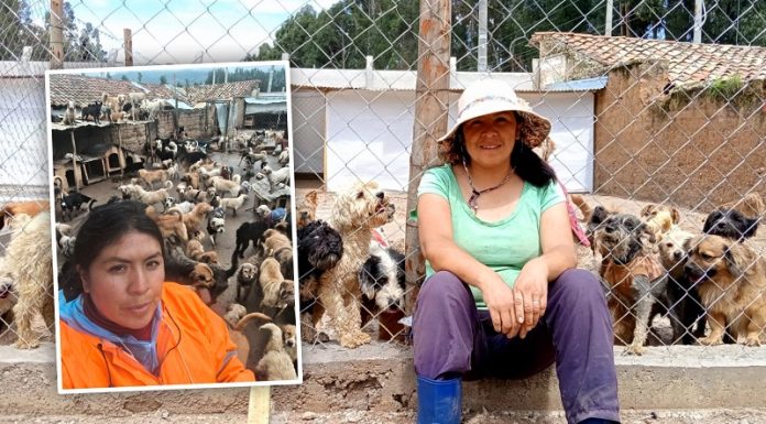 Emilia denuncia que 30 perros de su albergue fueron envenenados
