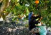 Perú se prepara para importar naranjas desde Egipto ¿Y las de la Selva Central?