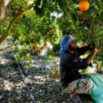 Perú se prepara para importar naranjas desde Egipto ¿Y las de la Selva Central?