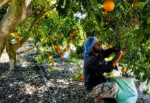 Perú se prepara para importar naranjas desde Egipto ¿Y las de la Selva Central?