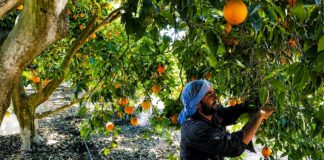 Perú se prepara para importar naranjas desde Egipto ¿Y las de la Selva Central?