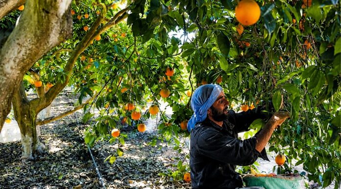 Perú se prepara para importar naranjas desde Egipto ¿Y las de la Selva Central?