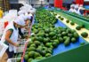 Junín reportó más de 254 mil Mypes en 2025, pero es 1.4% menos que el 2024