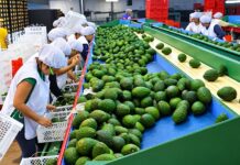 Junín reportó más de 254 mil Mypes en 2025, pero es 1.4% menos que el 2024