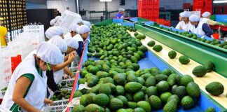 Junín reportó más de 254 mil Mypes en 2025, pero es 1.4% menos que el 2024